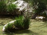 Rio Borosa am Torre del Vinagre