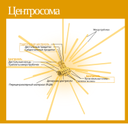 Centrosome (standalone version)-ru.svg