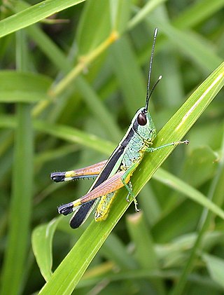 <i>Ceracris fasciata</i> Species of grasshopper