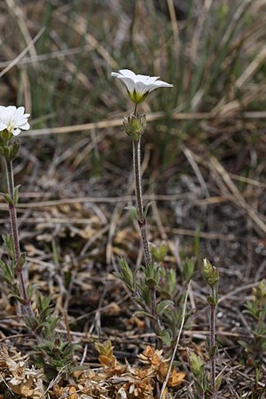 Cerastium arvense 5618.JPG