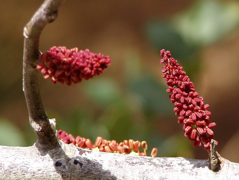 File:Ceratonia siliqua flower.jpg