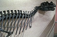 Holotyp-Exemplar von Ceratosaurus, ausgestellt im National Museum of Natural History in Washington, D.C.