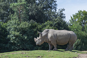Ceratotherium simum simum (Rhinocéros blanc du Sud) - 385.jpg