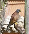 Falco naumanni (Espainia)