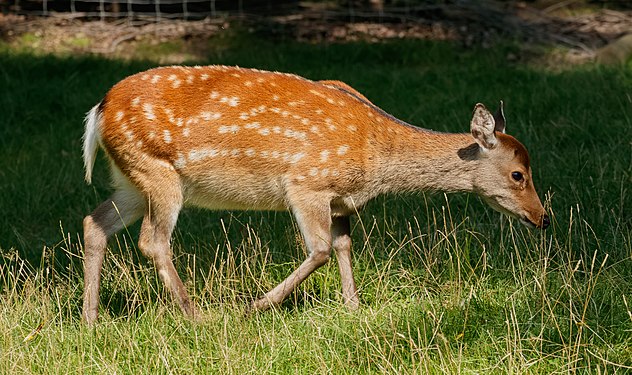 Cervus nippon