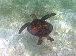Thumbnail for File:Chelonia mydas (green sea turtle) (San Salvador Island, Bahamas) 6 (15561499144).jpg