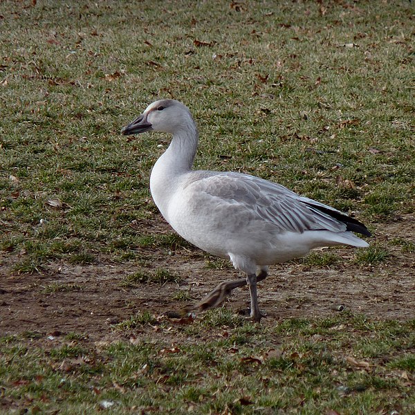 File:Chen caerulescens -Rutgers, New Brunswick, New Jersey, USA -immature-8.jpg