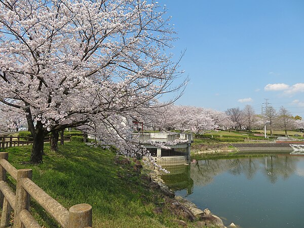 Image: Cherry blossoms in full bloom in Ochiai Park   8