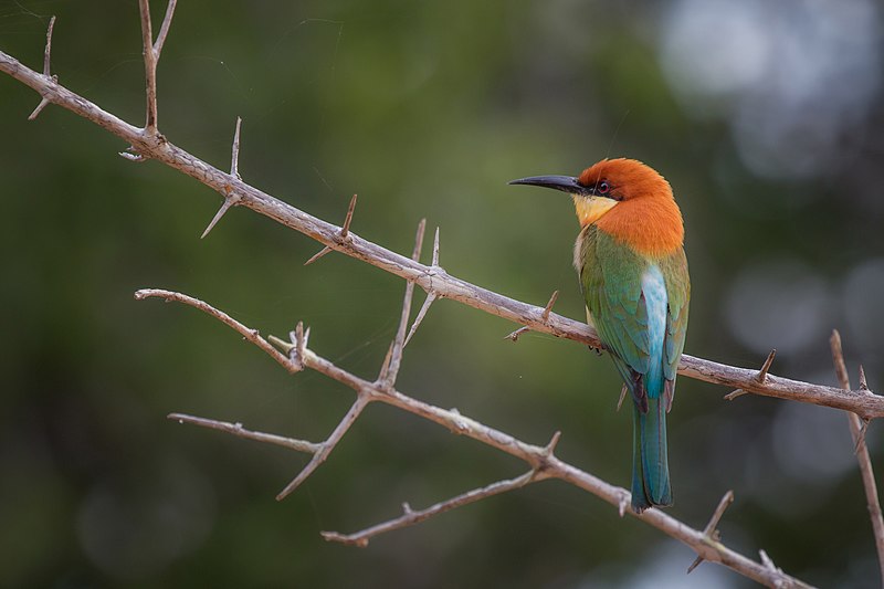 File:Chestnut-headed bee-eater (Merops leschenaulti) 01.jpg