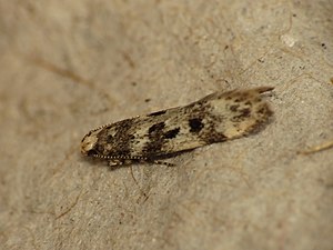 Chionodes electella.jpg