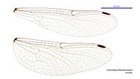 Choristhemis flavoterminata female wings (34927978361).jpg