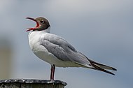 Kritisk truga CR: Hettemåse, Chroicocephalus ridibundus, endra frå VU. Sterk reduksjon over siste tre generasjonar: 10 000-14 000 individ i 2021, minkande med meir enn 80 % over 30 år