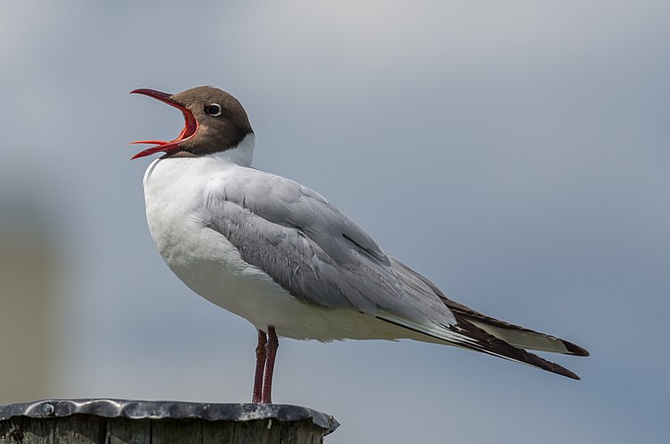 Озёрная чайка (Larus ridibundus)