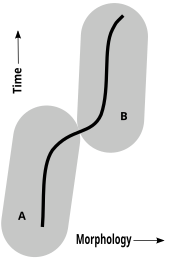 A chronospecies is defined in a single lineage (solid line) whose morphology changes with time. At some point, palaeontologists judge that enough change has occurred that two species (A and B), separated in time and anatomy, once existed. Chronospecies.svg