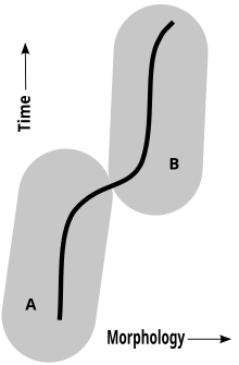 In palaeontology, the evidence for species and evolution comes mainly from the comparative anatomy of fossils. A chronospecies is defined in a single lineage (solid line) whose morphology changes with time. At some point, palaeontologists judge that enough change has occurred that two forms (A and B), separated in time and anatomy, once existed. If only sporadic examples of each survive in the fossil record, the forms will appear sharply distinct. Chronospecies.svg