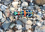 Thumbnail for Cicindela chinensis japonica