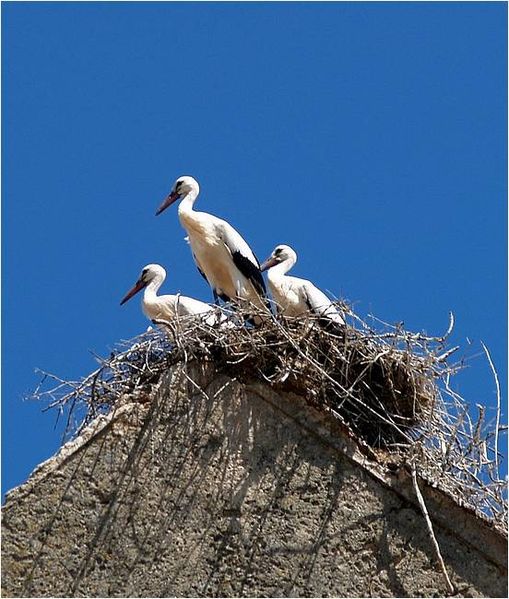 File:Cigognes en Alentejo (2610595432).jpg