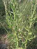 Miniatura para Cirsium monspessulanum