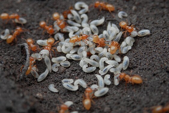 Ants (Formicidae) and their Larvae