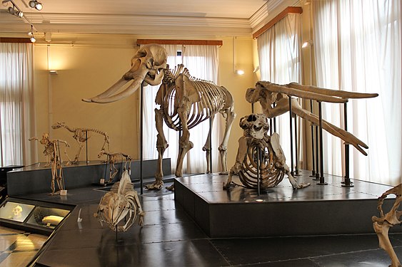 Civic Zoological Museum, Rome, Italy