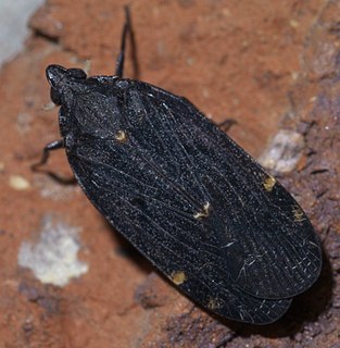 <i>Cixidia</i> Genus of true bugs