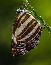 Clear Sailor-Perambra-Calicut.jpg