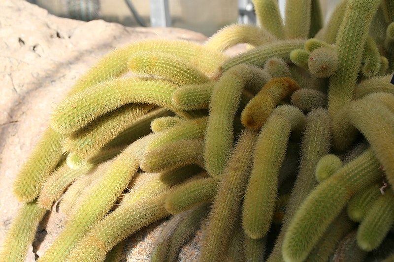 File:Cleistocactus winteri 10zz.jpg