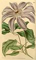'Grandiflora'