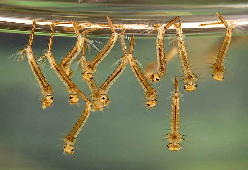 File:Close-up of Culex mosquito larvae in water.jpg