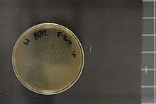 Clostridium beijerinckii NRRL B-592 12.jpg