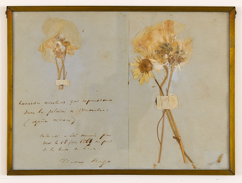 File:Cocardes tricolores formées de fleurs cueillis par Victor Hugo à Waterloo 01.jpg