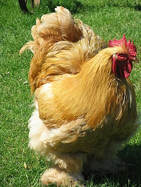 Cochin rooster