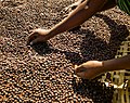 Thumbnail for Coffee production in Ethiopia