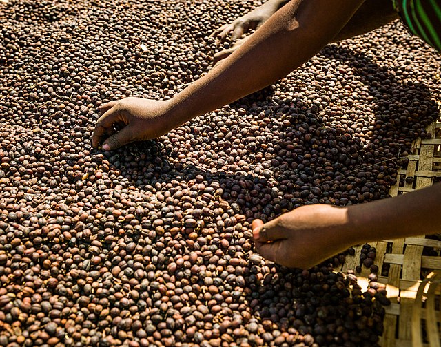 Person sorting coffee beans in Ethiopia