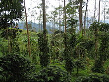 Coffee_farm_in_Colombia.jpg