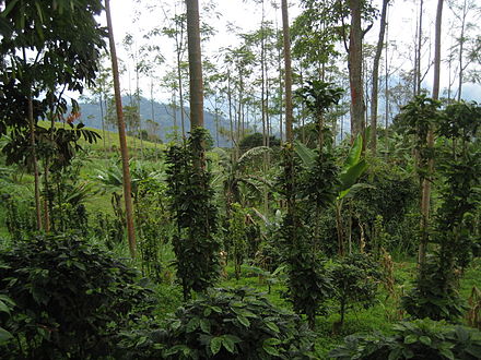 Shade-grown coffee, a form of polyculture in imitation of natural ecosystems. Trees provide resources for the coffee plants such as shade, nutrients, and soil structure; the farmers harvest coffee and timber.
