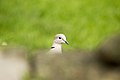 Collared Dove, Northamptonshire, England (13975101208).jpg