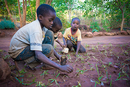 Mozambican boys from the Yawo tribe collecting flying termites