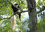 Miniatura para Colobus guereza