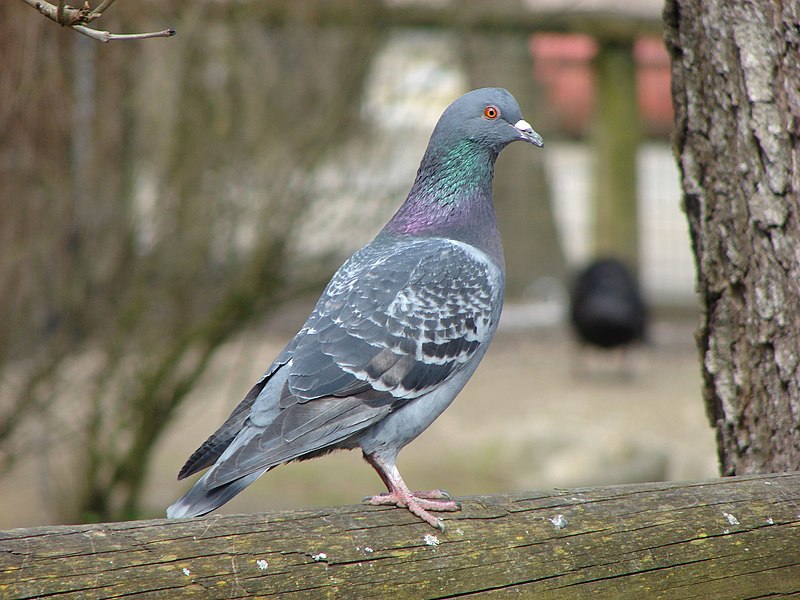 File:Columba livia 02.jpg