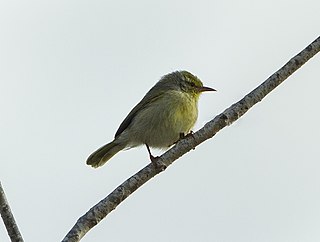 <span class="mw-page-title-main">Common jery</span> Species of bird