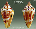 Conus anabathrum 2.jpg