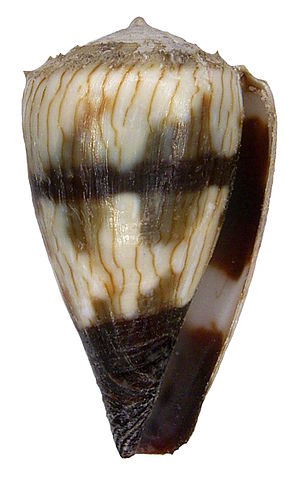 Opis zdjęcia Conus miles Linnaeus, 1758 (4334804290) .jpg.