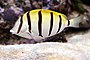 Convict Surgeonfish, Acanthurus triostegus.jpg