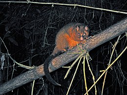 Coppery Brushtail Possum (3625102158).jpg