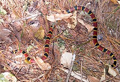 Description de l'image Coralillo (Micrurus nigrocinctus) (6955307478).jpg.