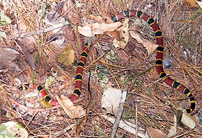 Kuvaus Coralillo (Micrurus nigrocinctus) -kuvasta (6955307478) .jpg