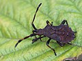 Coreus marginatus (Linnaeus, 1758)