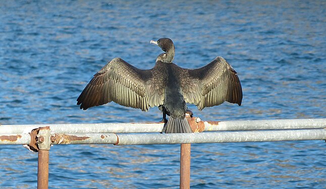 Cormorant in a typical pose of drying its wings after diving (Lake Como, Italy)