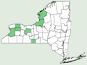 Cornus amomum ssp obliqua NY-dist-map.png